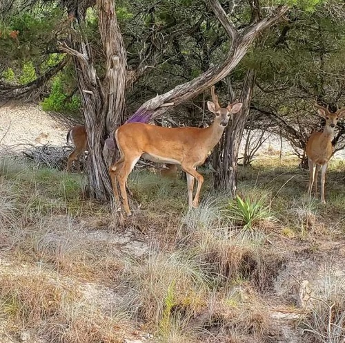 visiting deer in texas.jpg